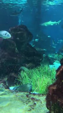 Köpek Balığı Kokusu ve Balık Duvar Kağıdı Doğa ile Sualtı Sahnesi. Yüksek kalite 4k görüntü