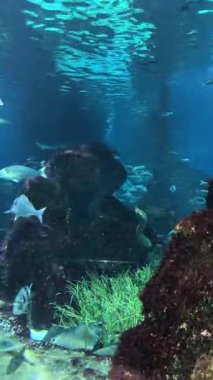 Renkli balıklar ve su canlıları canlı bir akvaryumda berrak sularda hareket ederler. Yüksek kalite 4k görüntü