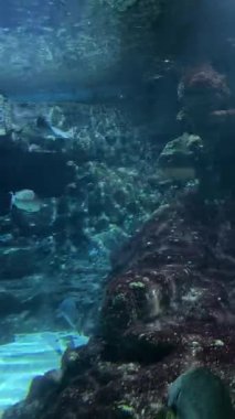 Renkli balıklar ve su canlıları canlı bir akvaryumda berrak sularda hareket ederler. Yüksek kalite 4k görüntü