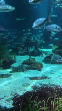 Renkli balıklar ve su canlıları canlı bir akvaryumda berrak sularda hareket ederler. Yüksek kalite 4k görüntü