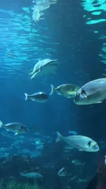 Renkli balıklar ve su canlıları canlı bir akvaryumda berrak sularda hareket ederler. Yüksek kalite 4k görüntü