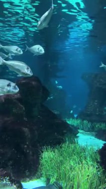 Renkli balıklar ve su canlıları canlı bir akvaryumda berrak sularda hareket ederler. Yüksek kalite 4k görüntü