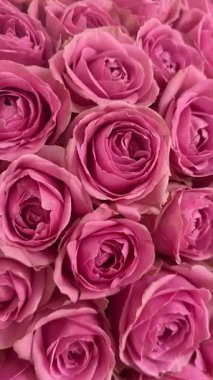 Pembe güller. Bir buket taze çiçek. Yüksek kaliteli FullHD görüntüler