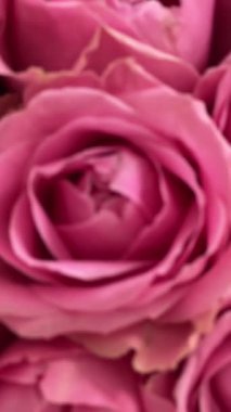 Pembe güller. Bir buket taze çiçek. Yüksek kaliteli FullHD görüntüler