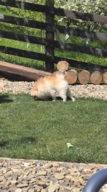 Pomeranya Açık Hava. Yüksek kalite 4k görüntü