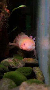 Şirin bir axolotl su bitkileriyle çevrili temiz bir akvaryumda sakince yüzer. Yüksek kalite 4k görüntü
