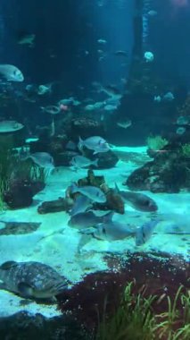 Renkli balıklar ve su canlıları canlı bir akvaryumda berrak sularda hareket ederler. Yüksek kalite 4k görüntü