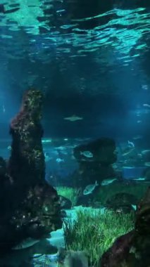 Renkli balıklar ve su canlıları canlı bir akvaryumda berrak sularda hareket ederler. Yüksek kalite 4k görüntü