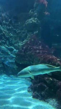 Renkli balıklar ve su canlıları canlı bir akvaryumda berrak sularda hareket ederler. Yüksek kalite 4k görüntü