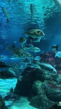 Renkli balıklar ve su canlıları canlı bir akvaryumda berrak sularda hareket ederler. Yüksek kalite 4k görüntü