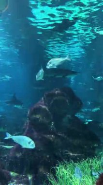 Renkli balıklar ve su canlıları canlı bir akvaryumda berrak sularda hareket ederler. Yüksek kalite 4k görüntü