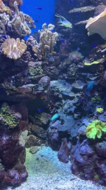 Renkli balıklar ve su canlıları canlı bir akvaryumda berrak sularda hareket ederler. Yüksek kalite 4k görüntü