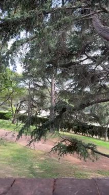 Yumuşak rüzgar, çam dallarını sessiz, yeşil bir parkta hareket ettiriyor. Yüksek kalite 4k görüntü