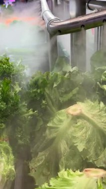 Renkli sebzeler bir pazar yerinde hafif sis altında sergileniyor. Yüksek kalite 4k görüntü