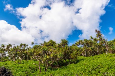Hala palmiye ağaçları ormanı, parlak mavi bir gökyüzünün altında, Maui, Hawaii 'de kabarık beyaz bulutlarla