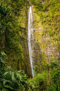 Bereketli bir tropikal yağmur ormanında şelaleden şelale düşüyor Waimoku Şelalesi, Hana, Maui, Hawaii