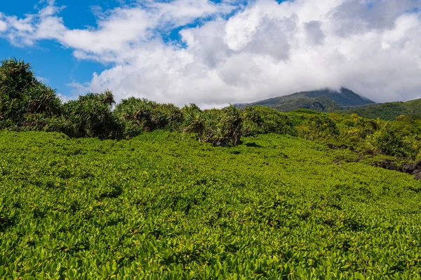緑豊かな熱帯の葉は ハワイ州マウイ島の山頂と雲の下の風景をカバーしています — ストック写真