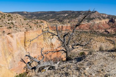 Renkli bir kanyonun kenarındaki ölü ağaç ve Hayalet Çiftliği, Abiquiu, New Mexico 'da biriktirdiği para.