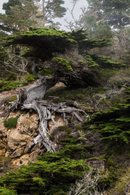 Old Veteran Selvi ağacının dikey görüntüsü Point Lobos State Preserve, Carmel, California 'daki kayalıklara tutunuyor.