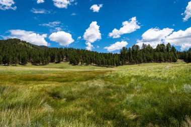 Valles Caldera Ulusal Koruma Alanı, New Mexico 'da dramatik bir gökyüzünün altında otlak ve orman.