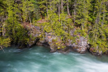 McDonald Creek 'in, Montana' daki Buzul Ulusal Parkı 'nda, yüksek ormanlık granit kayalıklarının altında, liken, yosun ve ormanla kaplanmasına uzun süre maruz kalmış.