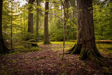 Sedir ağaçları ve yeşil orman, Montana 'daki Buzul Ulusal Parkı' ndaki Cedars Yolu boyunca yükselen güneşle aydınlanıyor.