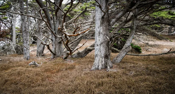Monterey selvi ağaçları, Point Lobos State Preserve, Carmel, California 'da çimenli orman zemininin üstünde.