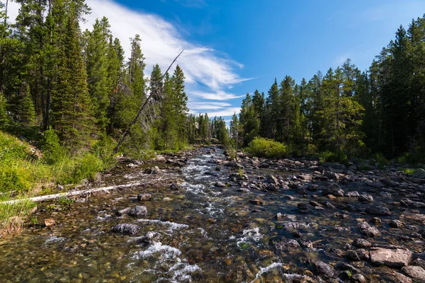 stock image Wide river flowing over boulders through a pine forest wilderness in Grand Teton National Park, Wyoming