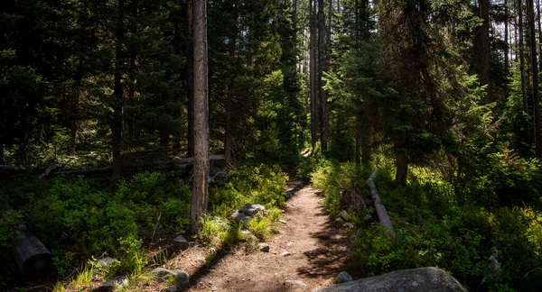 ワイルダネスハイキングコースは ワイオミング州グランドトン国立公園の松林を通して日光のビームによって強調表示されます — ストック写真