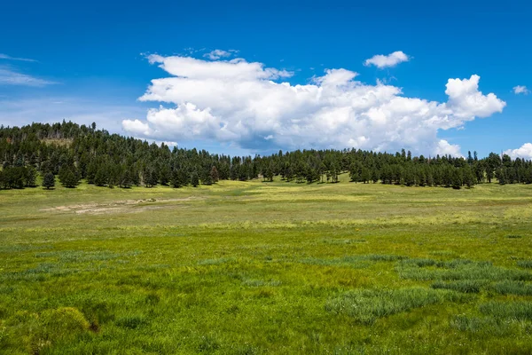 Green meadows and forest-covered mountains under a beautiful blue sky with white clouds at Valles Caldera National Preserve, New Mexico