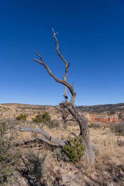 Dode Boom Het Woestijnlandschap Van Ghost Ranch New Mexico Stockafbeelding