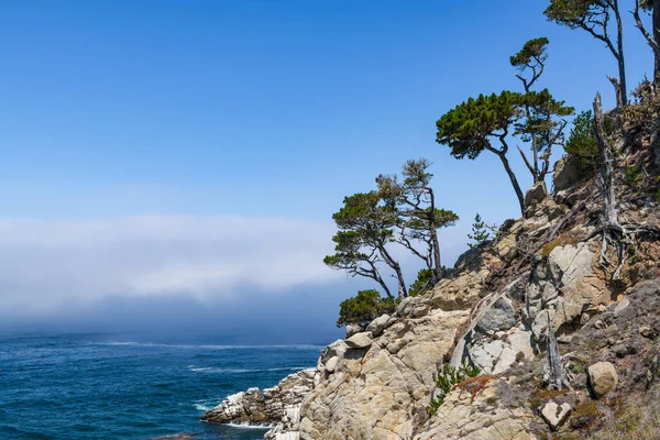 Monterey Cipressen Langs Top Van Granieten Kliffen Boven Zee Bij Stockfoto