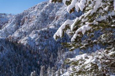 Sedona, Arizona yakınlarındaki Oak Creek Kanyonu 'nda karla kaplı köknar dallarının kış manzarası.