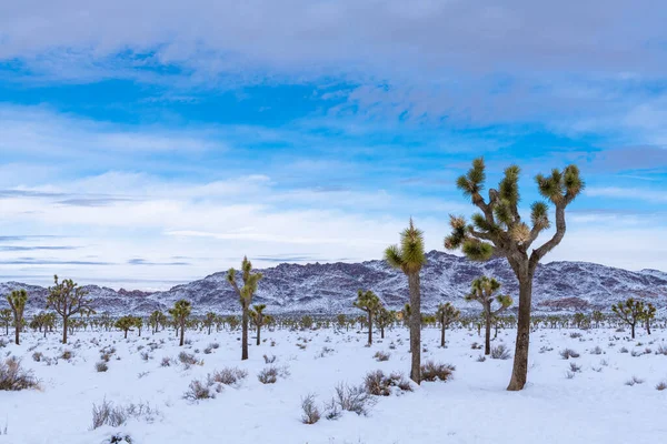 Joshua Tree Ulusal Parkı, Kaliforniya 'da karla kaplı çöl manzarası
