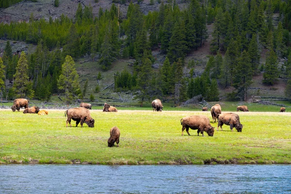 stock image Herd of buffalo grazing on green grass beside a river in Yellowstone National Park