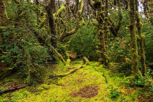 茂密的森林 苔藓覆盖的树木覆盖在苔藓丛生的森林地面之上 — 图库照片