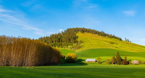 Batan güneşten gelen ışık, Washington, ABD 'deki Palouse Hills' de bir çiftlik ve yeşil tarlaları aydınlatıyor.