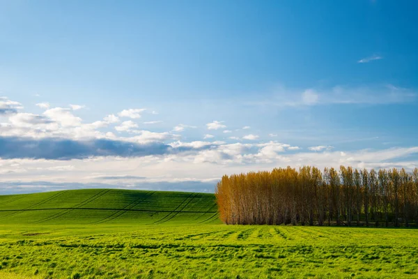 Springtime Landschap Van Levendige Groene Grasvelden Een Stand Van Lombardije — Stockfoto