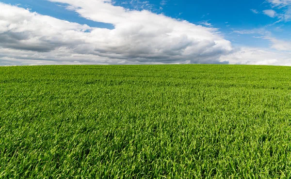 Grasveld Onder Een Blauwe Lucht Met Pluizige Witte Wolken — Stockfoto