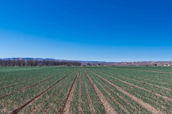 New Mexico 'da sıra sıra büyüyen bir soğan tarlasının tarım çiftliği sahnesi
