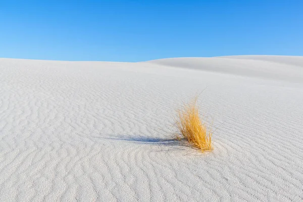 Beyaz Kumlar Ulusal Parkı 'ndaki beyaz kum tepeciğine karşı yalnızlık içinde büyüyen inatçı bir ot sürüsü.