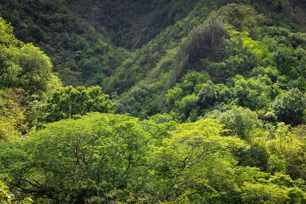 アイアオ渓谷 マウイ島の山を覆う熱帯雨林 緑豊かな植生 — ストック写真