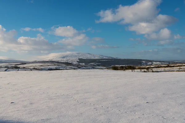 Kuzey İrlanda 'nın Antrim ilçesindeki karla kaplı tepelerin altındaki karlı bir arazide hayvan izleri var.