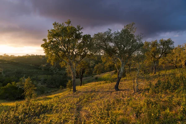 Landschap Van Kurkeiken Bij Zonsondergang Onder Paarse Wolken Algarve Van Rechtenvrije Stockafbeeldingen