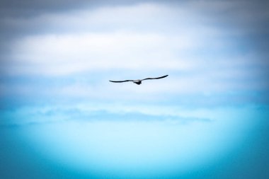 Martıların vahşi yaşamı arka planda bulutlarla gökyüzünde tek başına uçuyor - diğer ülkelere kuş göçü 