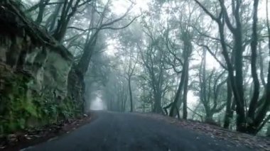 Arabanın tropikal ada yolunda gittiğini gösteren görüntüler.