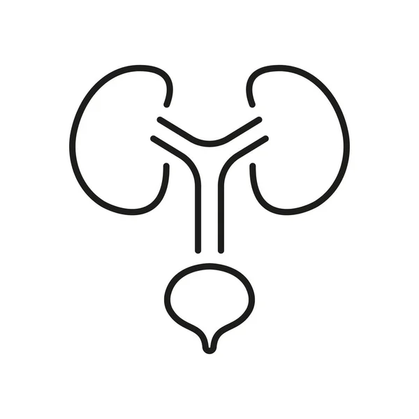 İnsan İdrar Sistemleri Hattı Simgesi. Sağlık Mesanesi ve Böbrek Doğrusal Piktogram. Üroloji Hastalığı Simgesi. Anatomik olarak sağlıklı iç organlar. Düzenlenebilir Vuruş. İzole Vektör İllüstrasyonu.