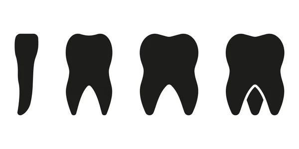 人类牙齿的类型轮廓图标 采购产品Incisor Canine Premolar Molar牙龈象形文字 成人牙齿解剖 牙科治疗固体标志 牙科学符号 孤立的病媒图解 — 图库矢量图片