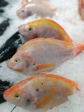 Süpermarkette yemek pişirmek için buzda kırmızı tilapia