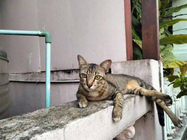 Beyaz duvarda Tekir Kedi